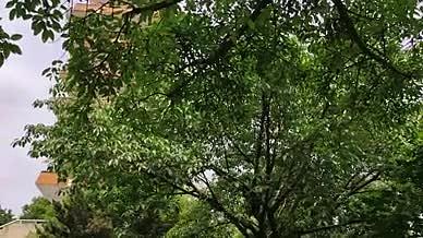 公园树林拍摄视频重庆视频的预览图